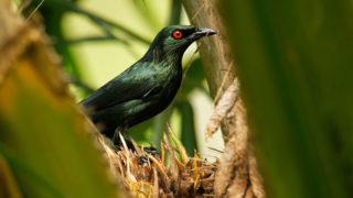 Asian Glossy Starling green