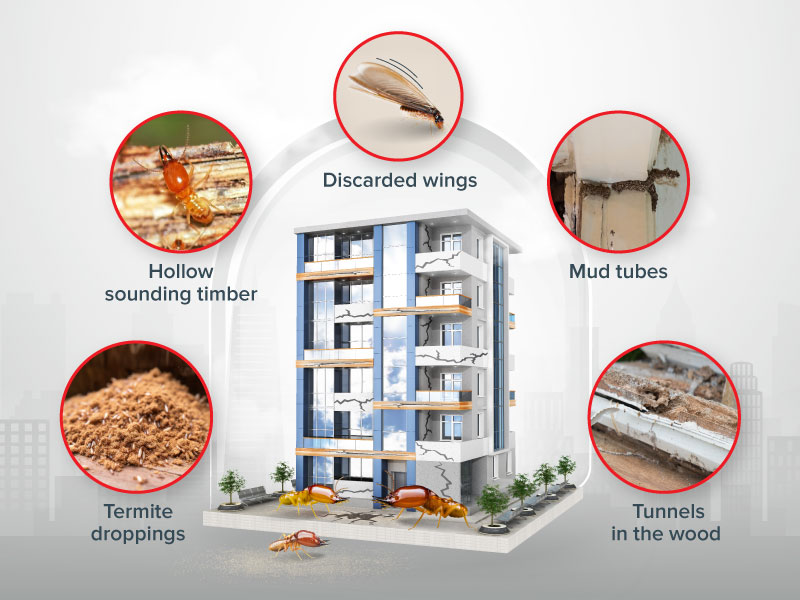 Signs of Termites Infestation