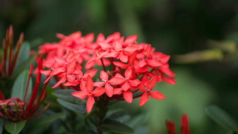 Plants in Singapore- Jungle flame
