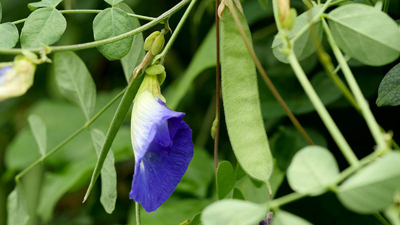 Plants in Singapore- butterfly pea