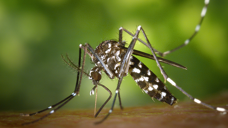 Aedes mosquito outdoors