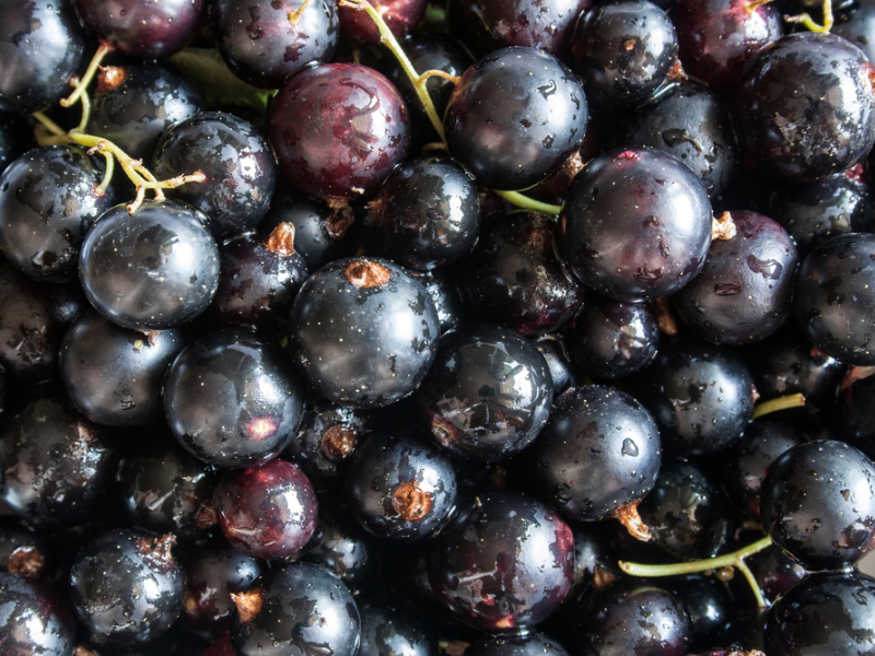 health benefits of blackcurrant berries