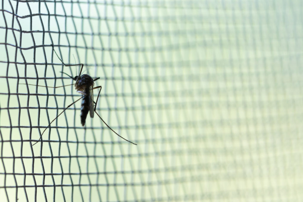 Stop mosquitoes entering your home with removable mosquito screens!