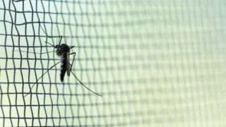 stop mosquitoes entering your home