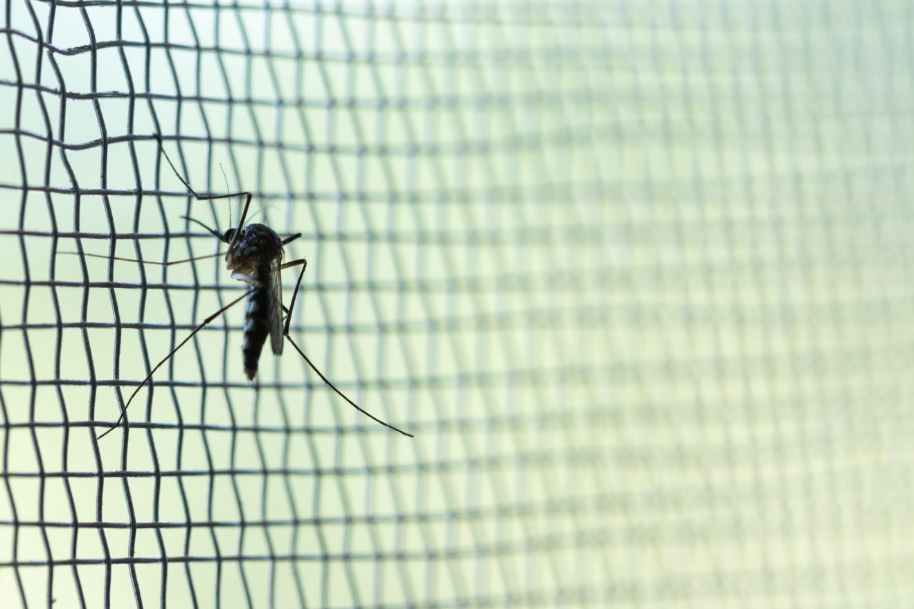 stop mosquitoes with removable mosquito screens 