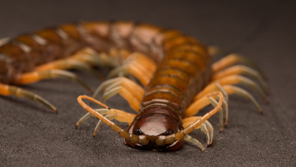 Insects of Singapore – 10 Things you might not know about them