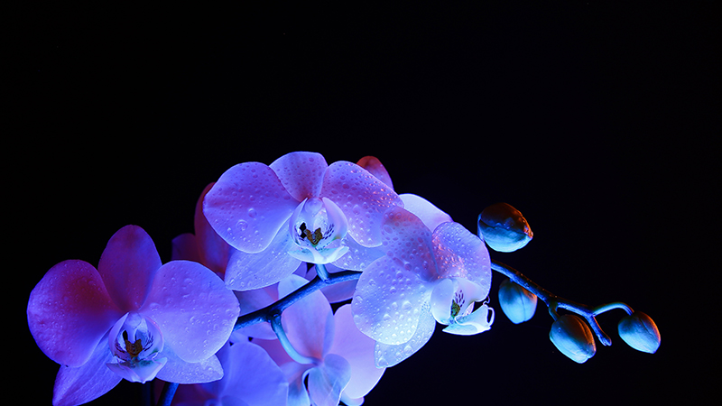 Singapore Trivia - glowing orchids