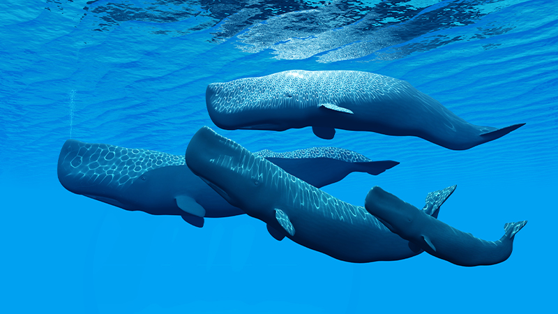 Whales singapore history trivia
