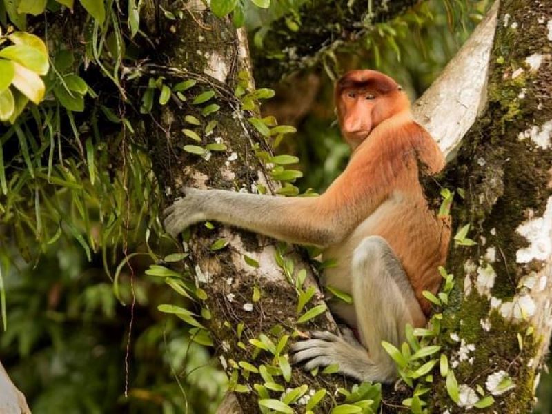 Bako National Park Borneo wildlife