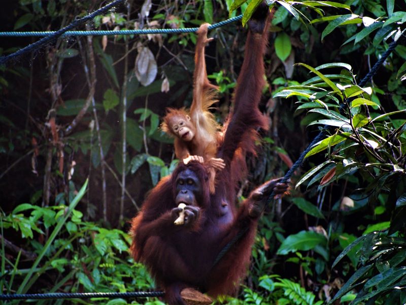 Semenggoh Nature Reserve wildlife orangutan