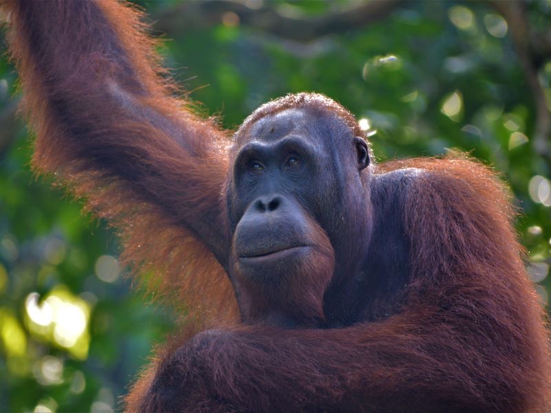 Semenggoh Nature Reserve wildlife orangutan