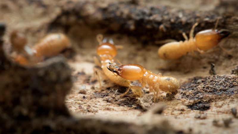 Pest Control in Singapore - Rentokil Eradicates Termite Infestations