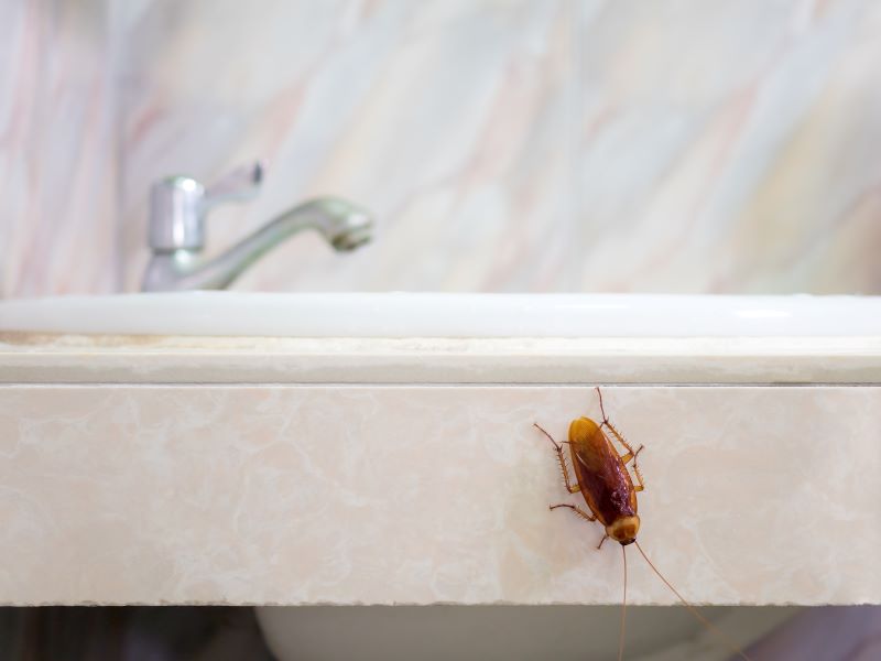 Rentokil Pest Control Services in Singapore Cockroach Allergies