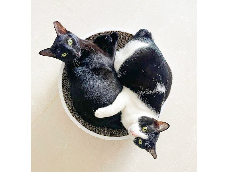 adopting a cat in singapore