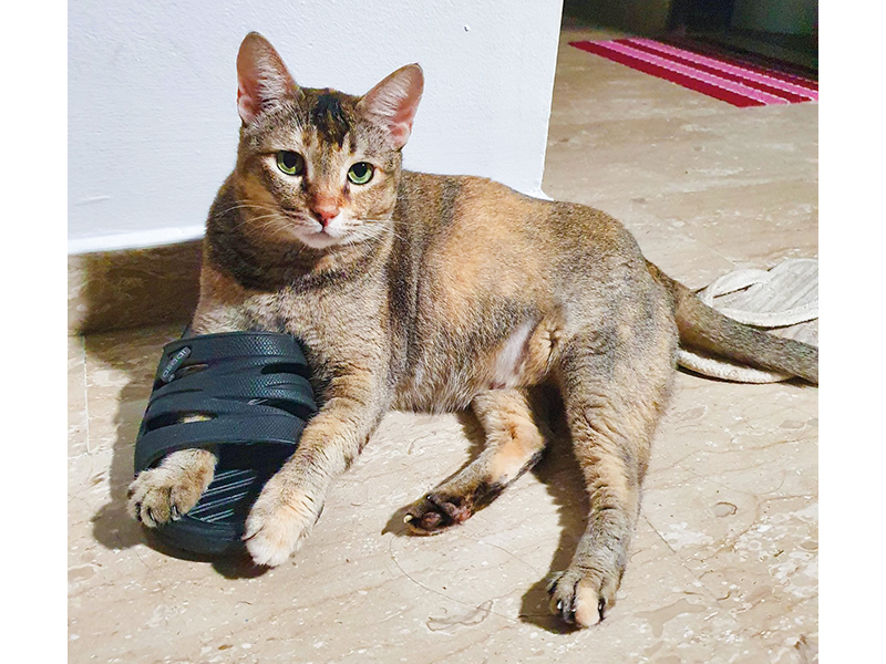 cat adoption in singapore