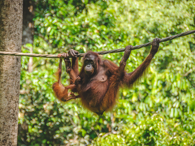 long weekend 2022 Singapore orangutans in Semenggoh Nature Reserve