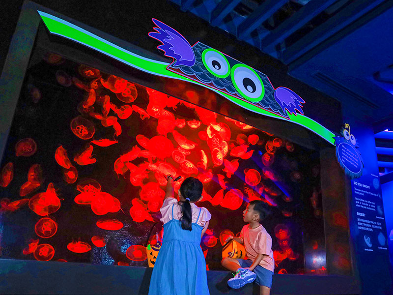 Star Jellies gallery Singapore aquarium Halloween activities