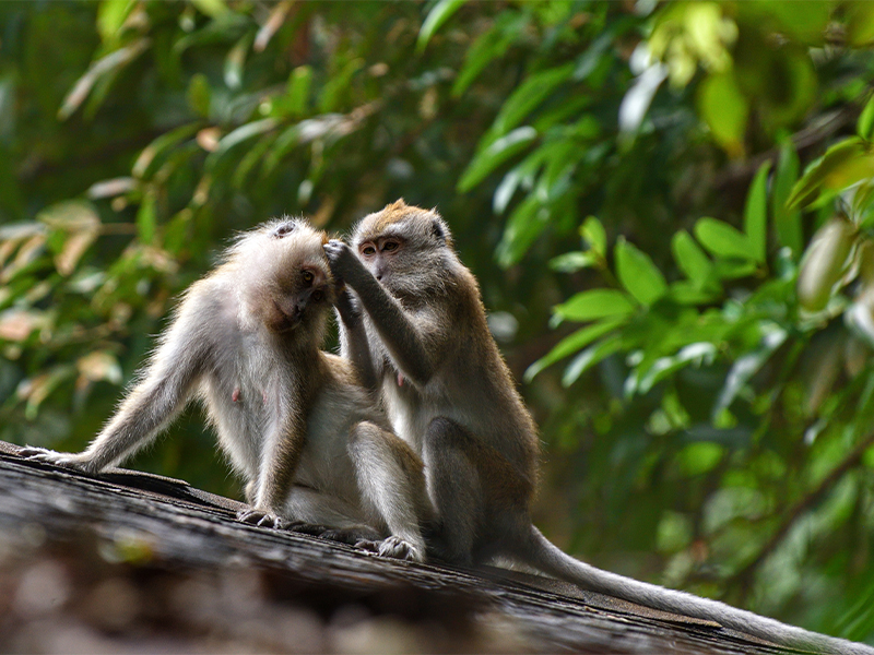 Monkeys near Jalan Jurong Kechil condo and Bukit Timah Nature Reserve