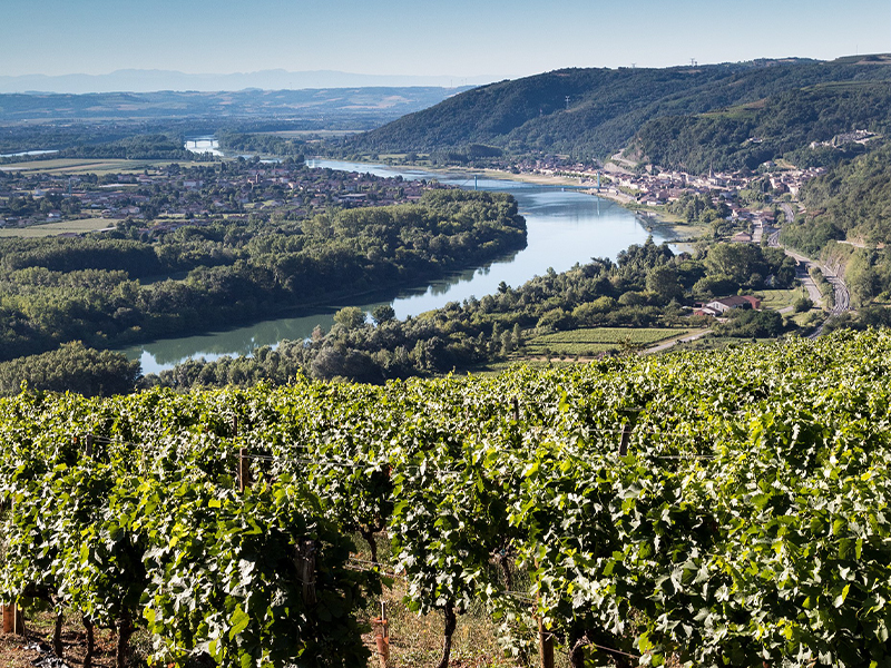 Rhone Valley river white wine wineries in France