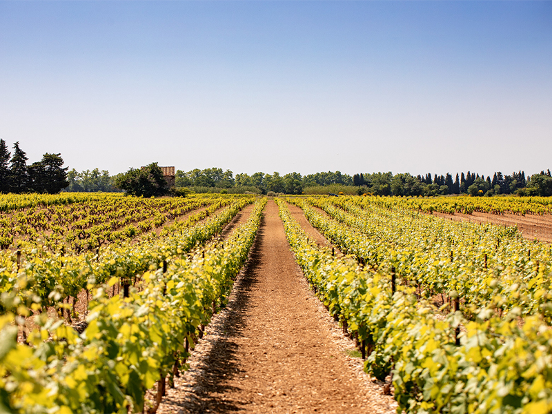 Rhone valley wineries in france 