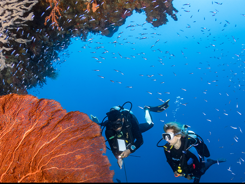 Indonesian island resort for diving