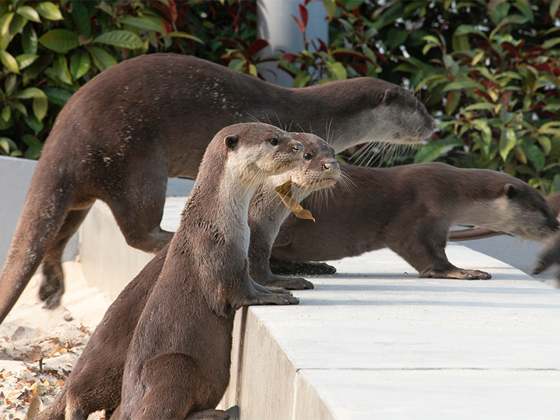 Family of otters reside at Costa Rhu a Tanjong Rhu condo near Gardens by the bay east