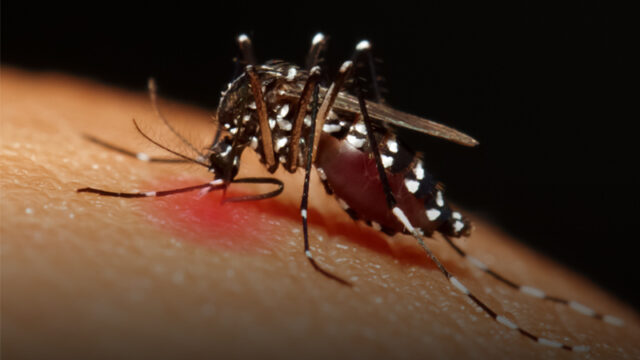 dengue clusters in singapore rentoikl mosquito trap