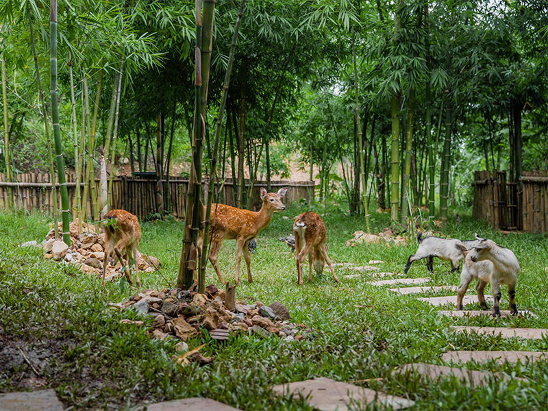 bamboo forest in Vietnam resorts Avana Retreat