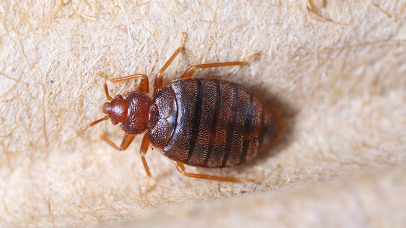 bed bugs in singapore