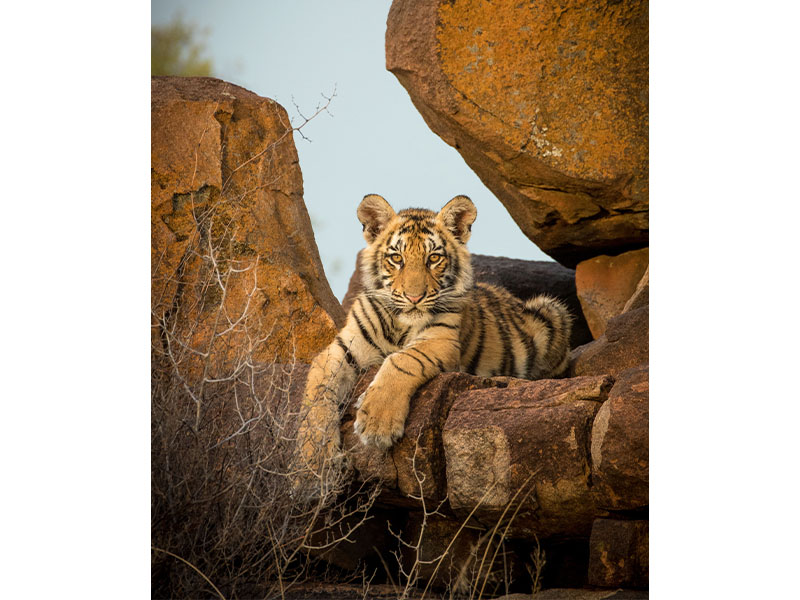 south africa holiday animal sanctuary save tigers