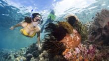 Wakatobi where to travel in January turtle beach the best snorkelling in Indonesia