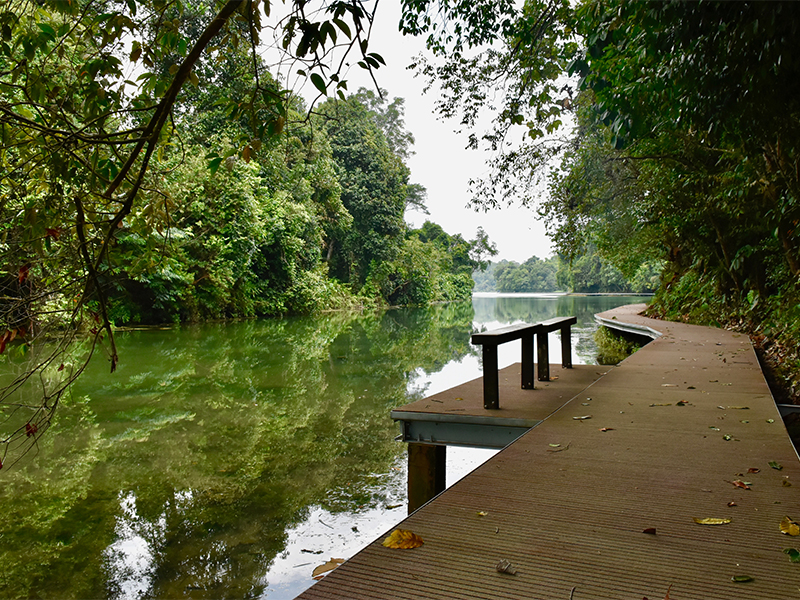 Macritchie reservoir walk