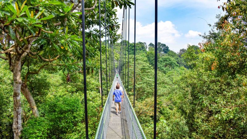 image of the treetop suspension bridge