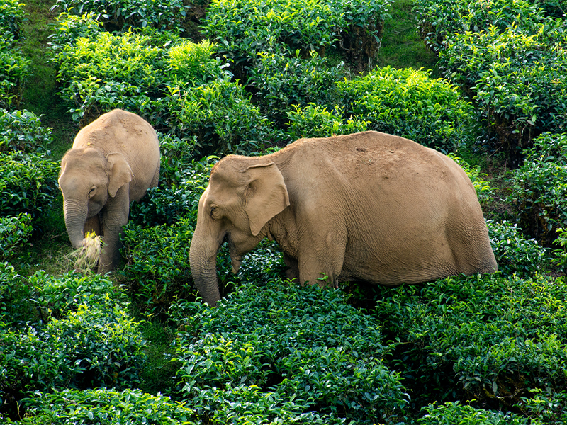 BBC Studios David Attenborough TV series 