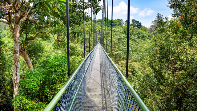 tree top walk