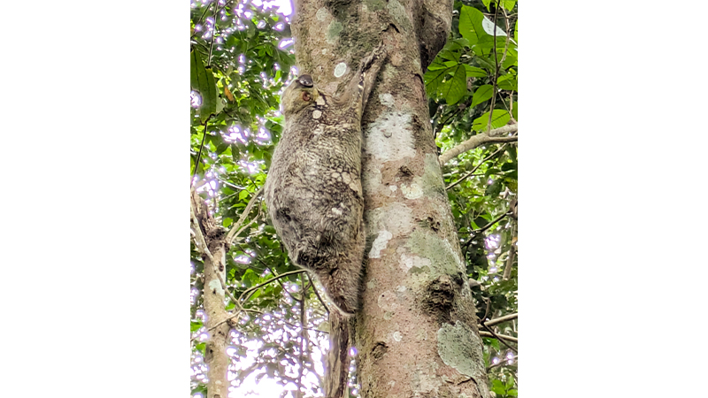 Malayan Colugo