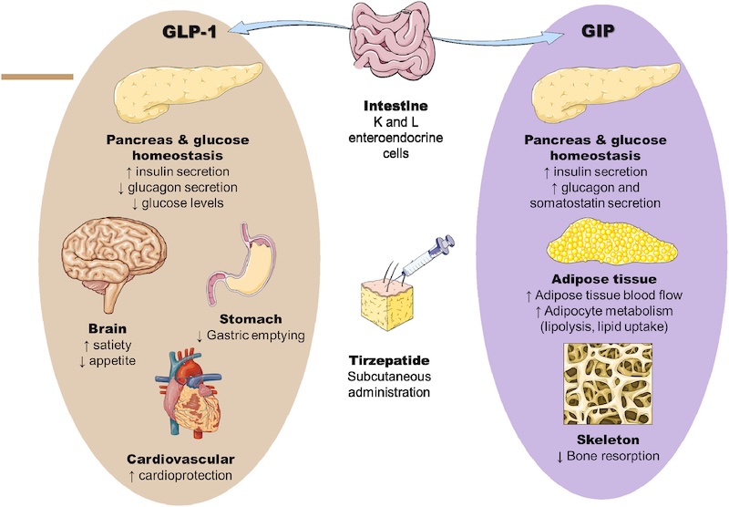 Tirzepatide (Mounjaro) works via the GLP-1 and GIP pathways