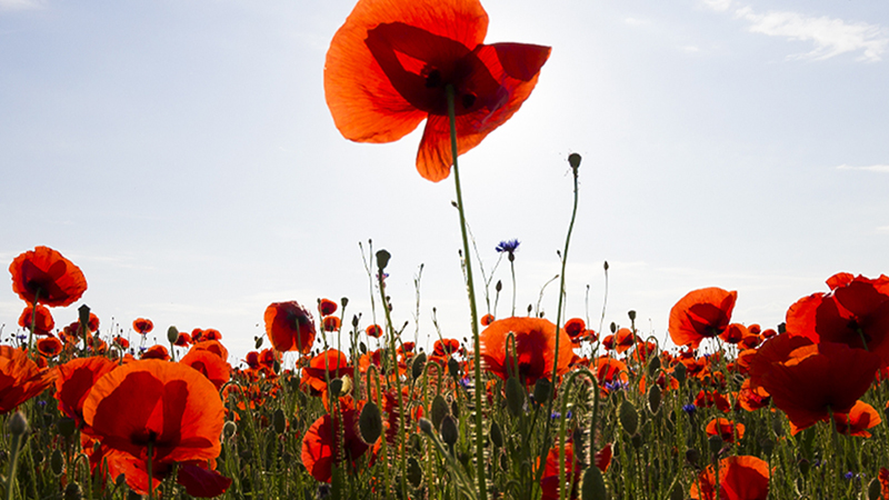 Remembrance Sunday Service