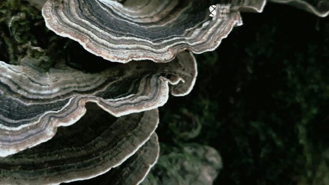 Living Earth Festival 2025