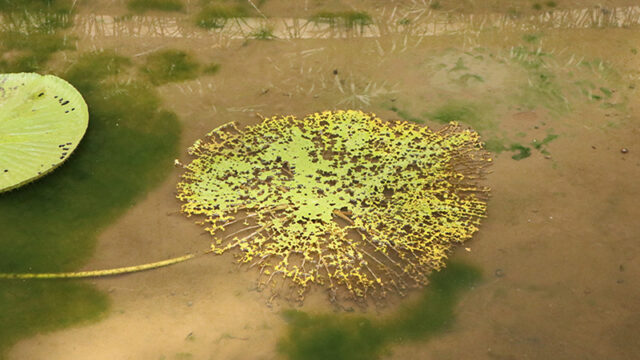 Perfection in Imperfection: Photo Exhibition at Singapore Botanic Gardens