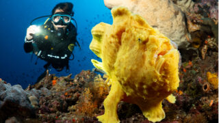 scuba diving in indonesia manadao