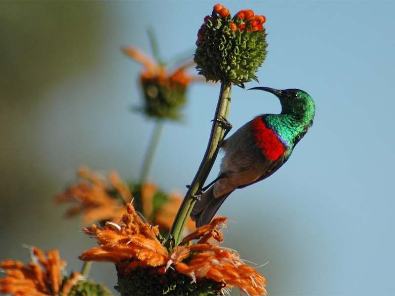 Grootbos Private Nature Reserve near Cape Town