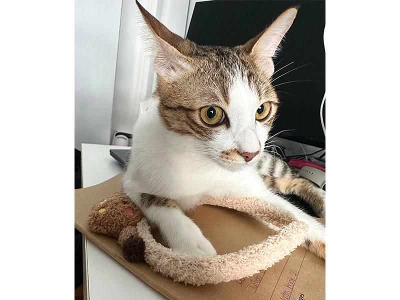 cats for adoption