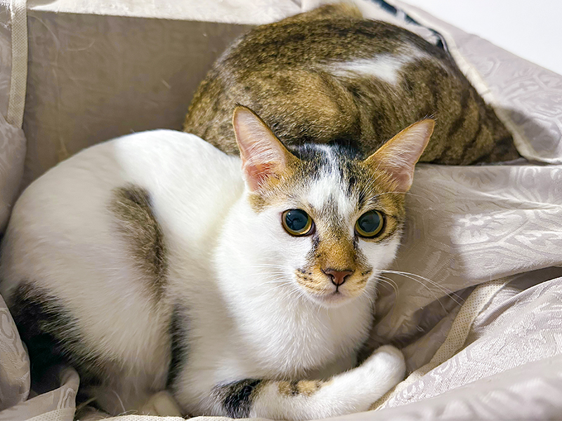 cats for adoption