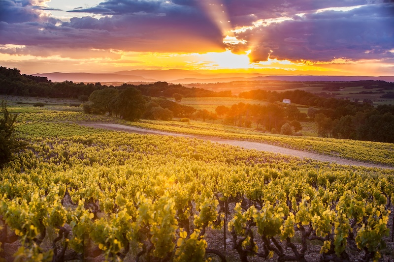 Rhône Wines & Alsace Wines - Best French wines to try in Singapore, best French wines, Rhône Valley, white wines, red wines, sparkling wines