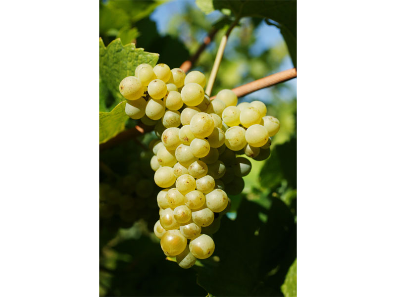Rhône Wines & Alsace Wines - Best French wines to try in Singapore, best French wines, Rhône Valley, white wines, red wines, sparkling wines