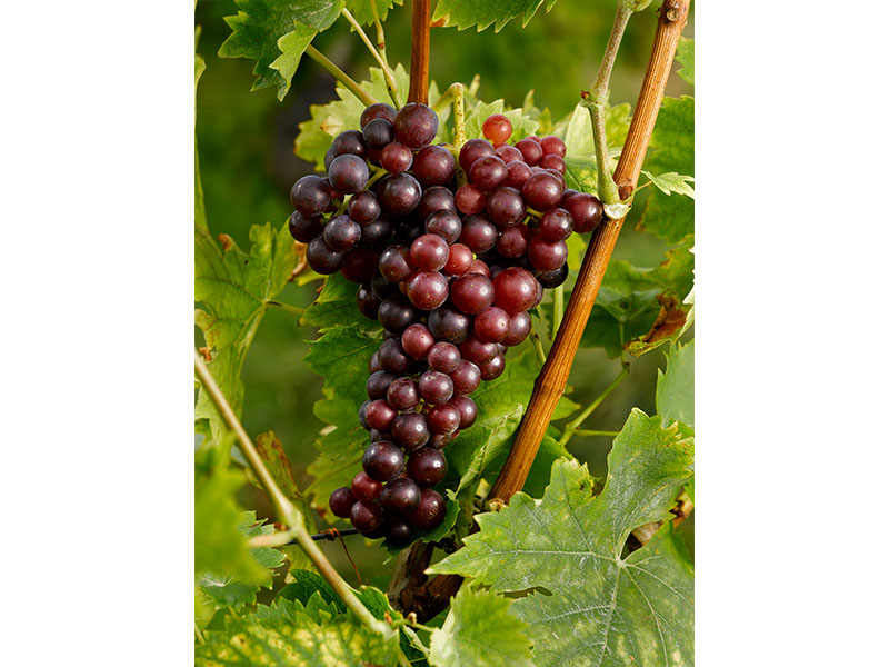 Rhône Wines & Alsace Wines - Best French wines to try in Singapore, best French wines, Rhône Valley, white wines, red wines, sparkling wines