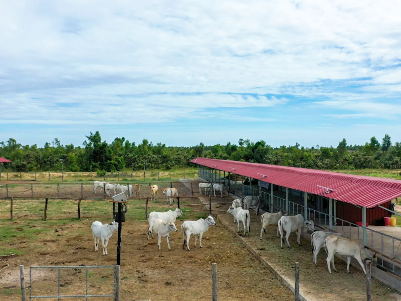 Cattle Fattening