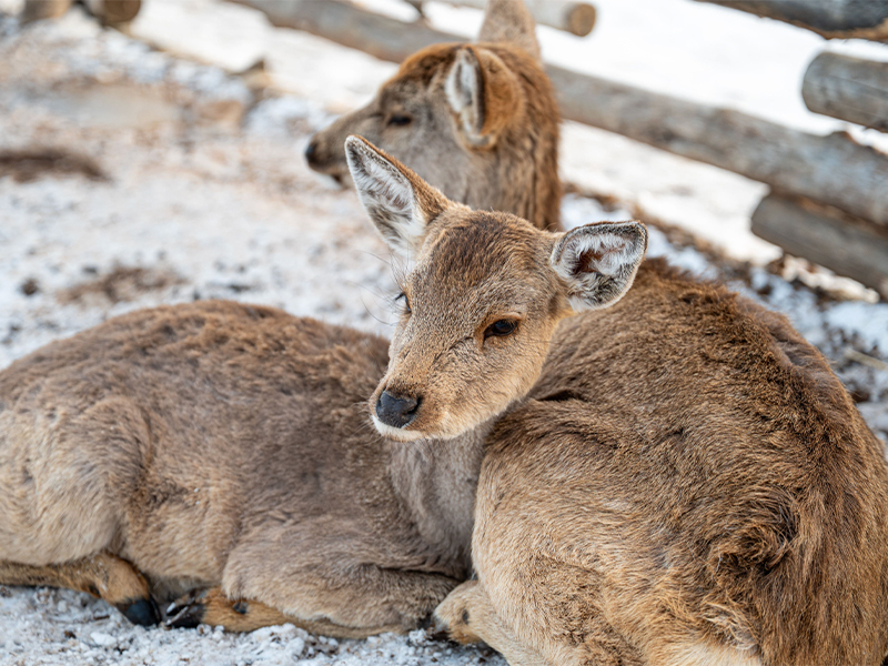Deer