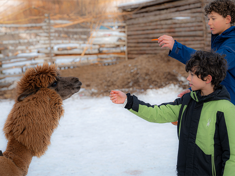 Feeding animals